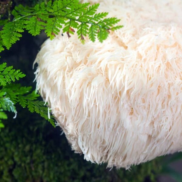 Lion’s Mane Mushroom Essence – Reconnect with Primal Energy & Enhance Creativity - Image 3